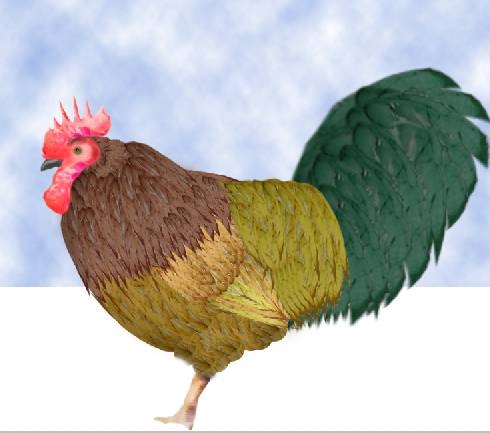 Creation of Rooster: Step 4